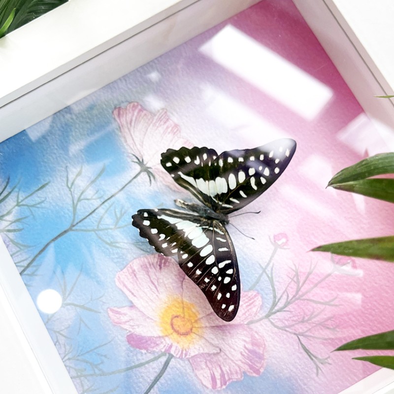 木兰青凤蝶罕见蝴蝶标本摆件高颜值挂画装饰画男女友创意小众礼物