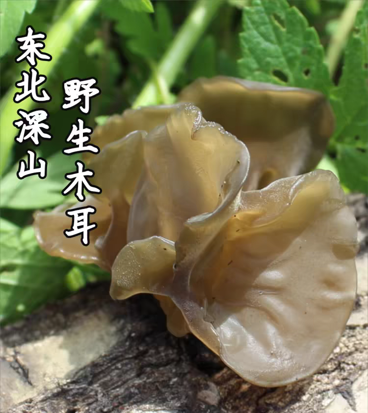 东北野生黑木耳 干品 包邮