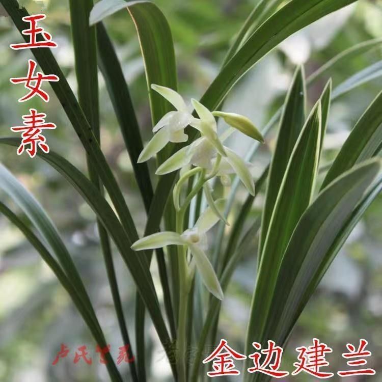 建兰玉女素浓香型好养易活