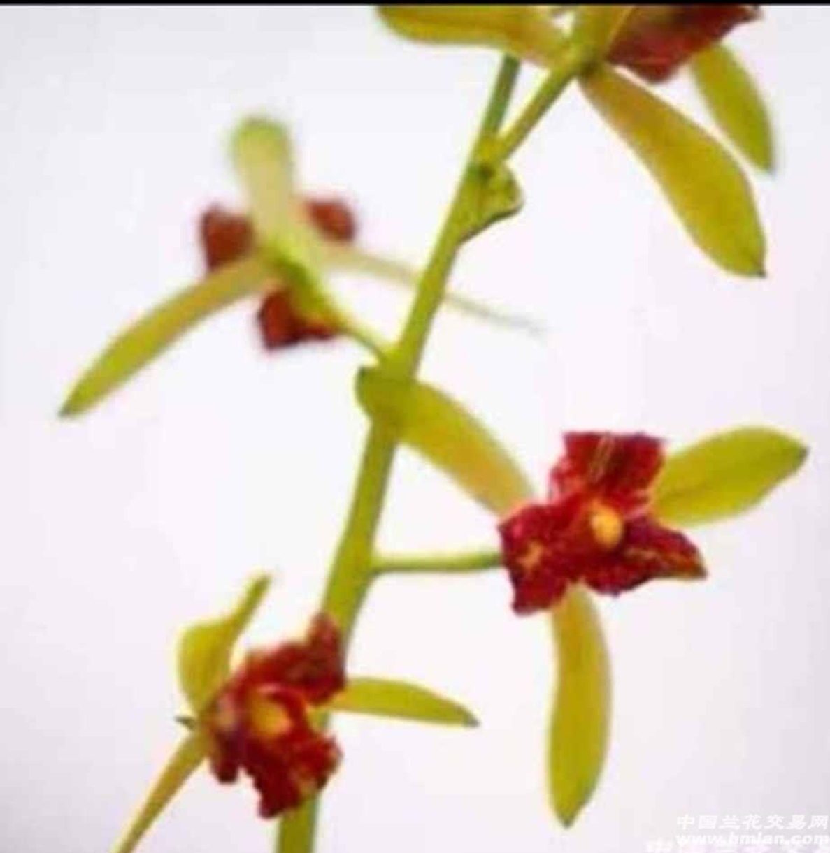 红韵，蕙兰，4一5月开花，一杆多花，花幽香，一组一苗