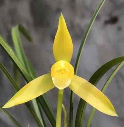 黄金素，春兰，3一4月开花，一杆一花，花幽香，一组2苗