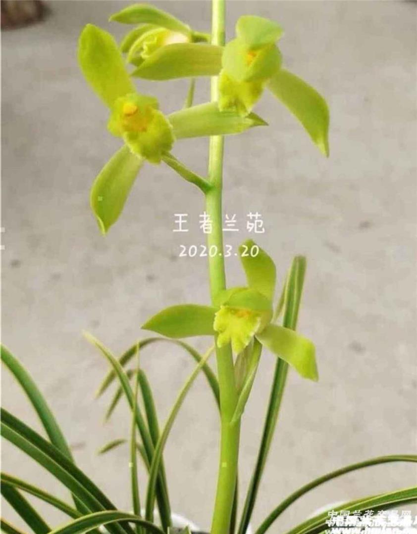 素纱公主，蕙兰，4一5月开花，一杆多花，花幽香，一组2苗