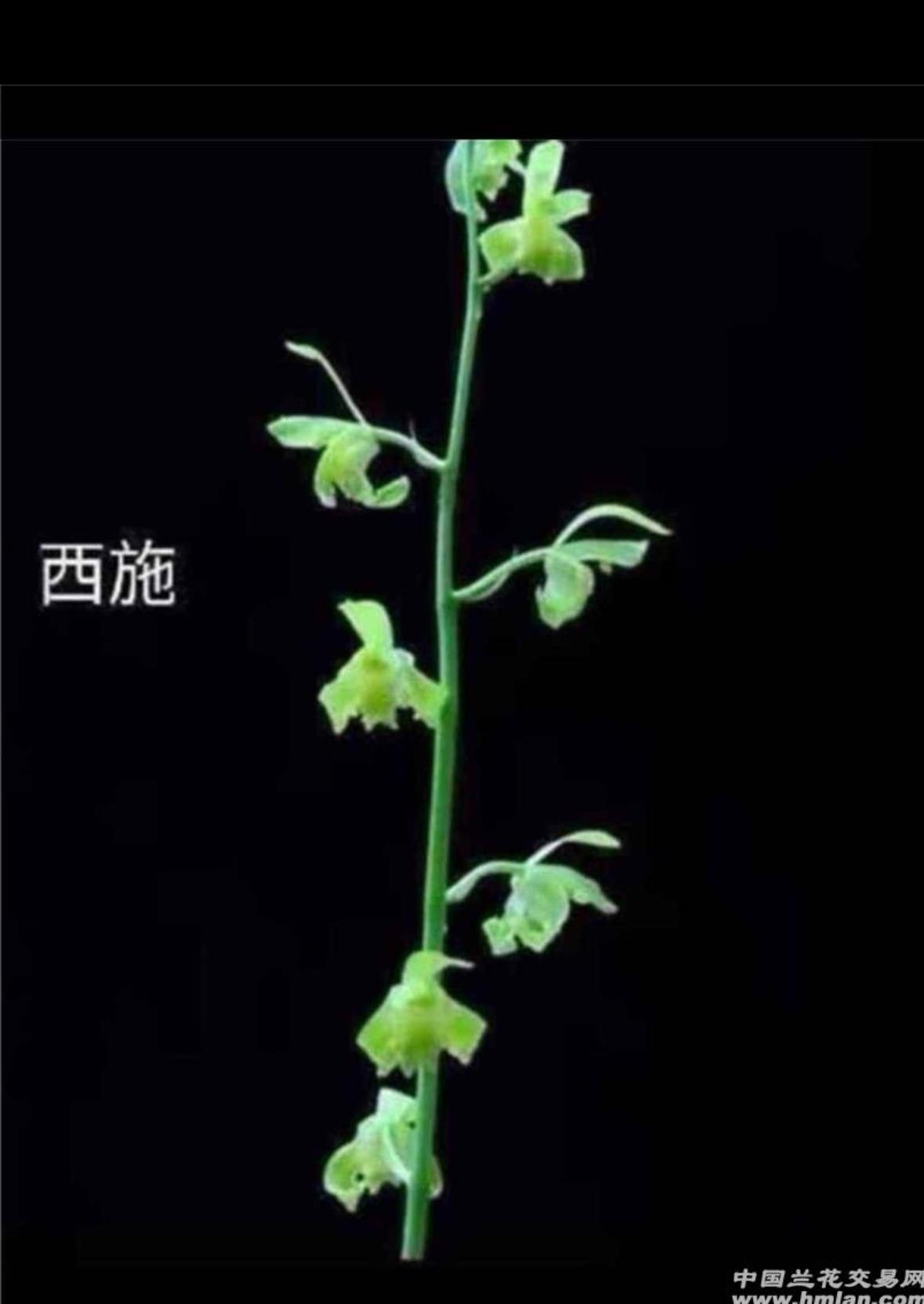 西施，蕙兰，4一5月开花，一杆多花，花幽香，一组一苗
