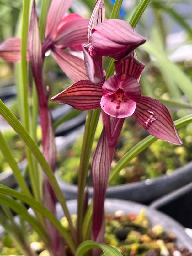 云香兰亭 精品【兰花】直播间一物一拍1