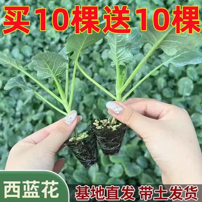 正宗西兰花苗有机松花菜苗西蓝花苗秋冬青梗松花菜大苗蔬菜苗批发