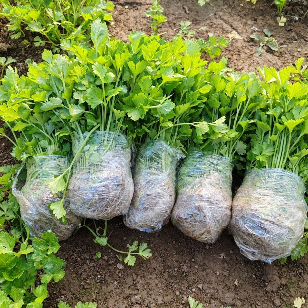 正宗大肉西芹耐寒秧苗香芹秧苗盆栽阳台种植基地现拔现发芹菜苗