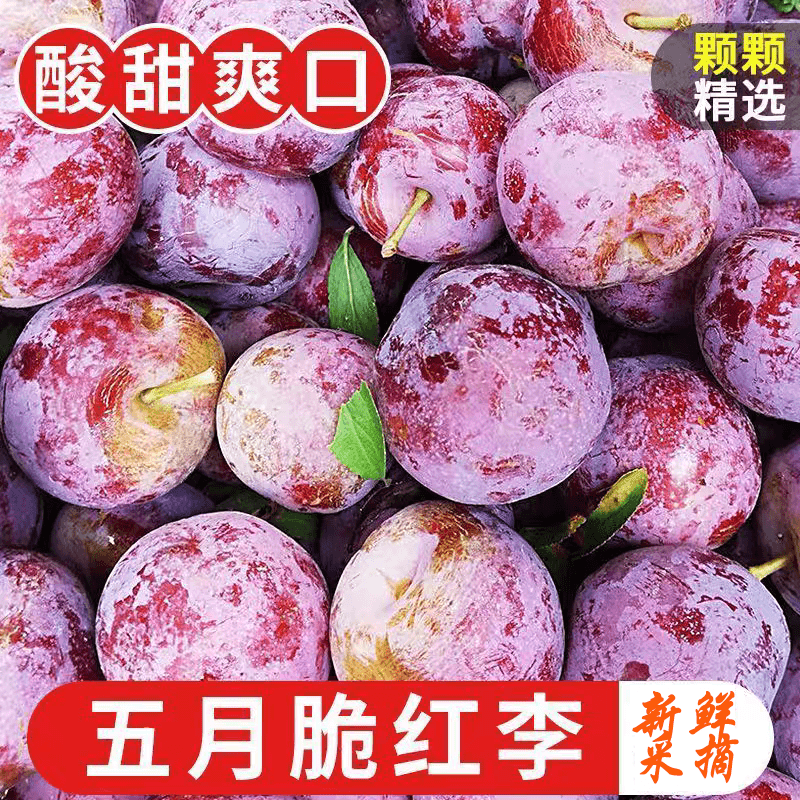 当季四川脱骨李子9斤新鲜水果巫山脆李