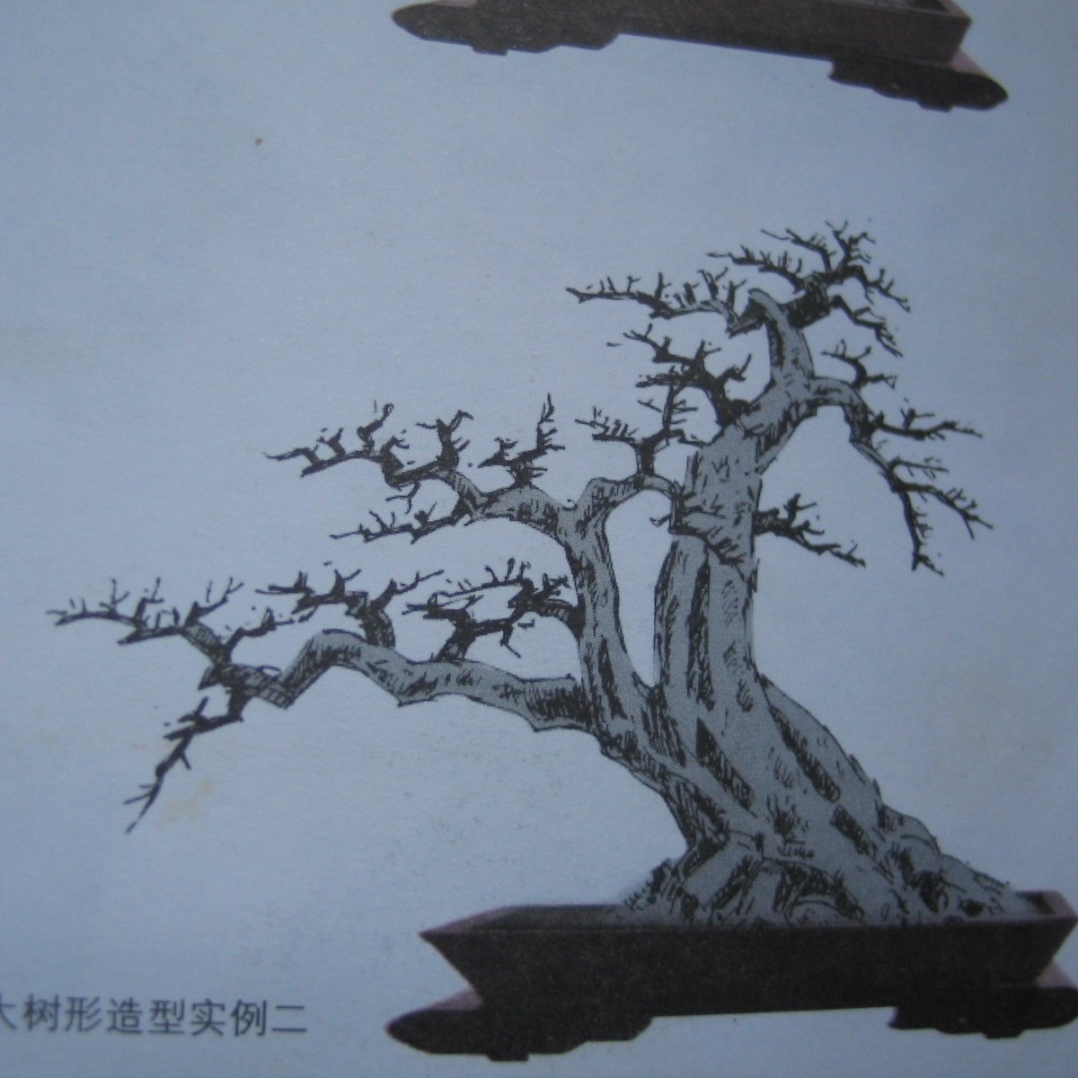 对节白蜡盆景素材