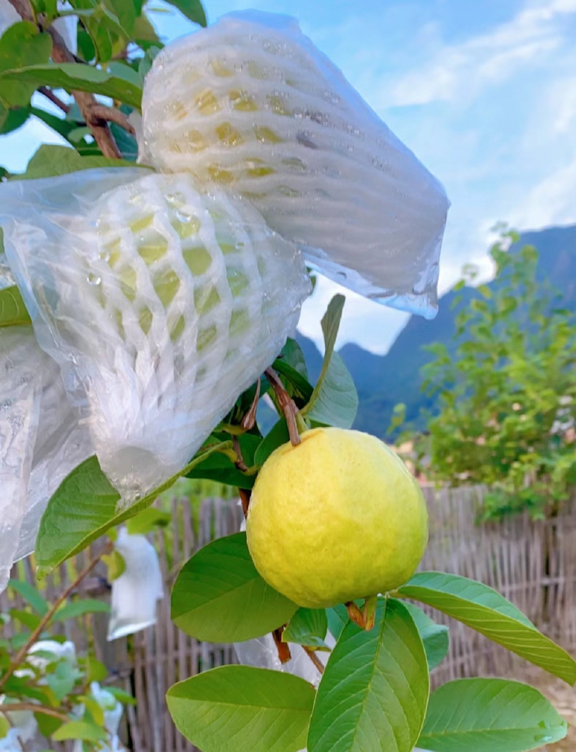 农家 脆甜好吃 番石榴