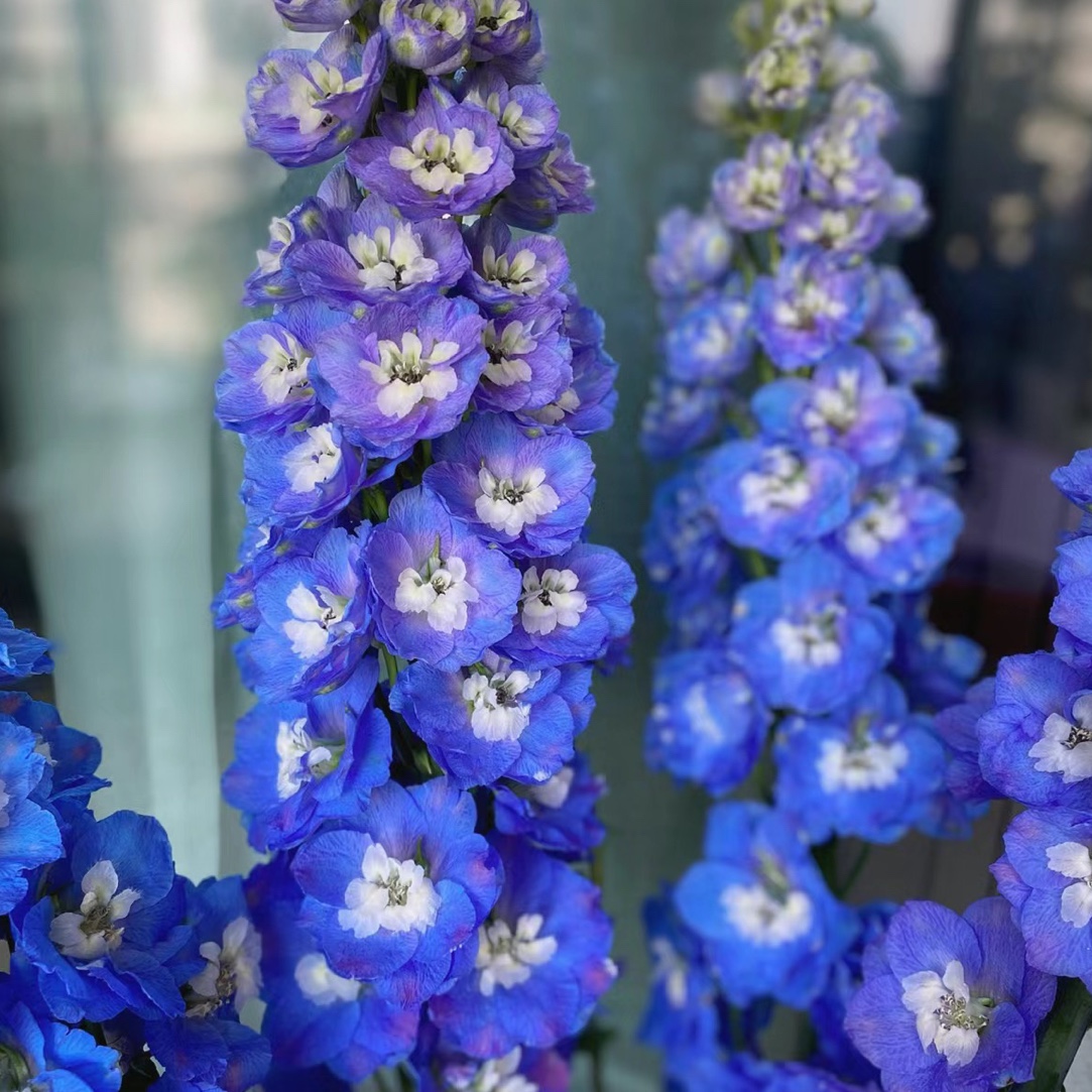 【南枝巷】草花系列（一个运费 3-5 把花默认顺丰冷链）