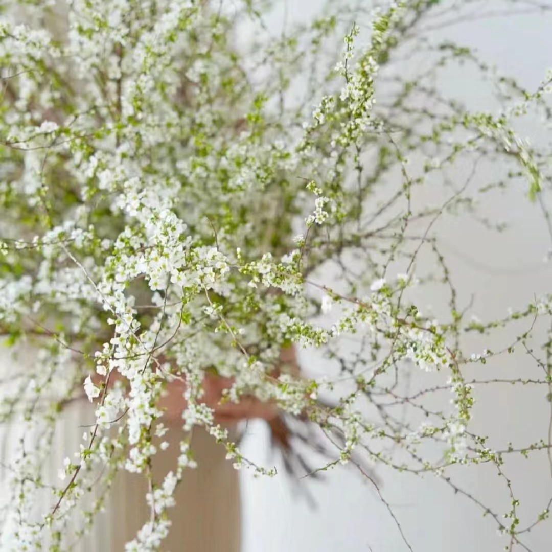 鲜花雪柳遇水开花 鲜枝雪柳遇水逢春懒人花飘雪花喷雪花包开花