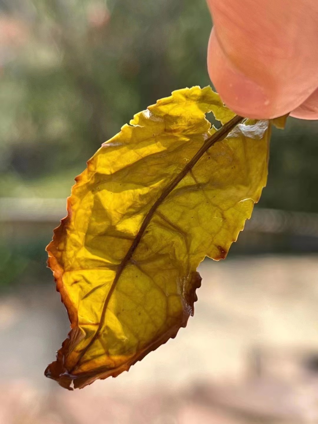 2泡 高货 岩茶 随机发货