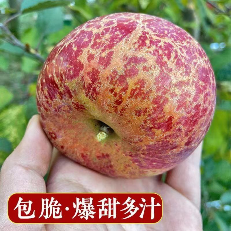 山东烟台红富士5斤当季水果苹果香甜可口肉厚多汁电商盒发货
