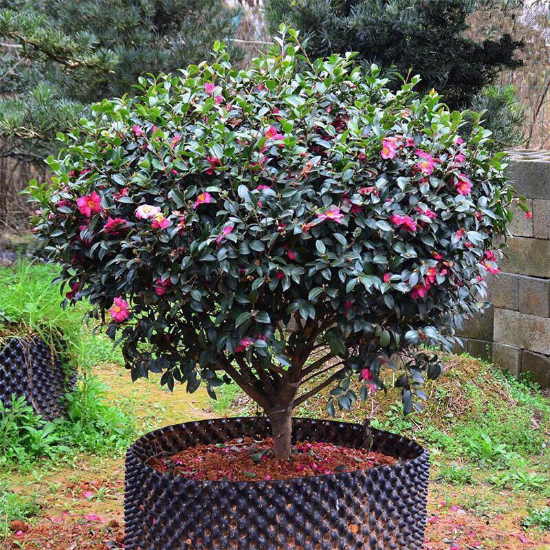 茶梅花苗 茶梅球庭院别墅绿化植物四季常青花卉净化空气茶梅树球