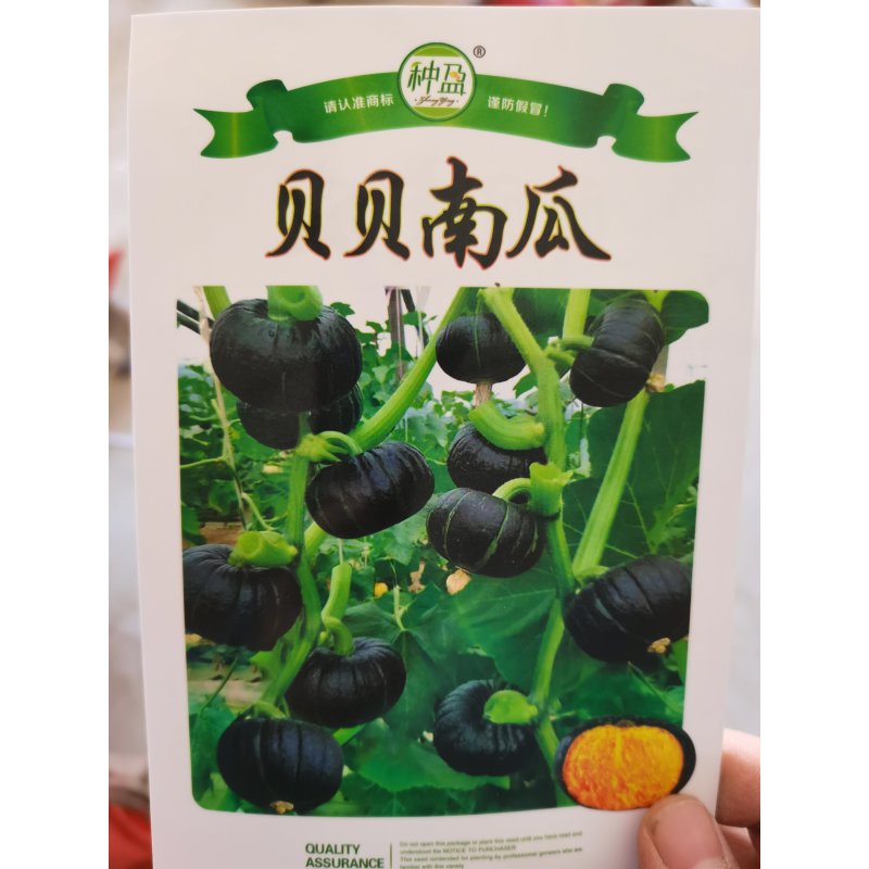 种盈贝贝南瓜种子，甜面，口味清香！！