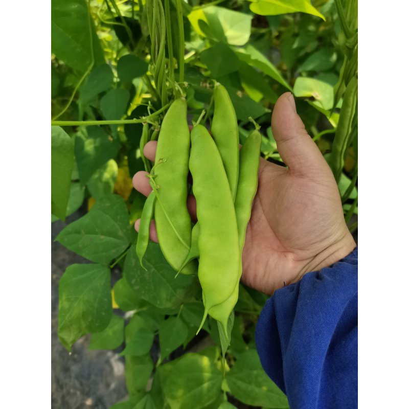 种盈大油豆种子种盈大油豆种子