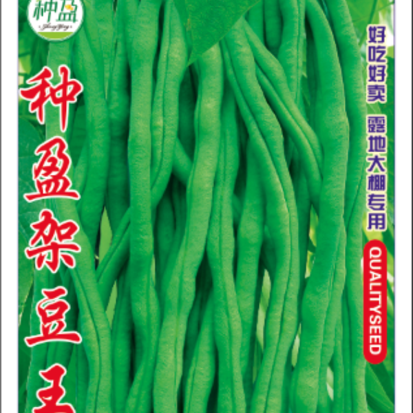 种盈架豆王豆角种子