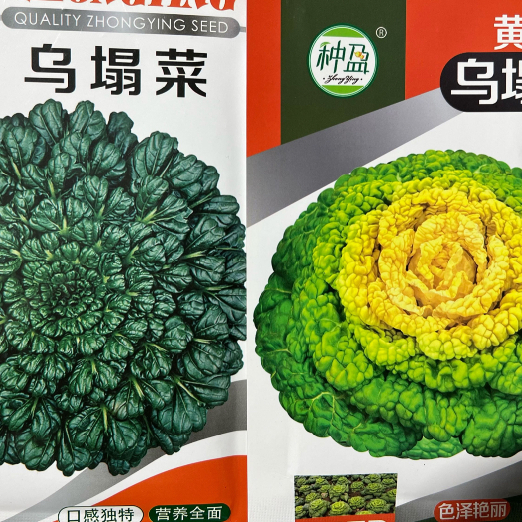 主播优选乌塌菜种子