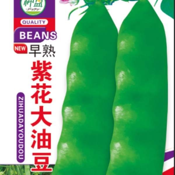 种盈早熟大紫花油豆种子
