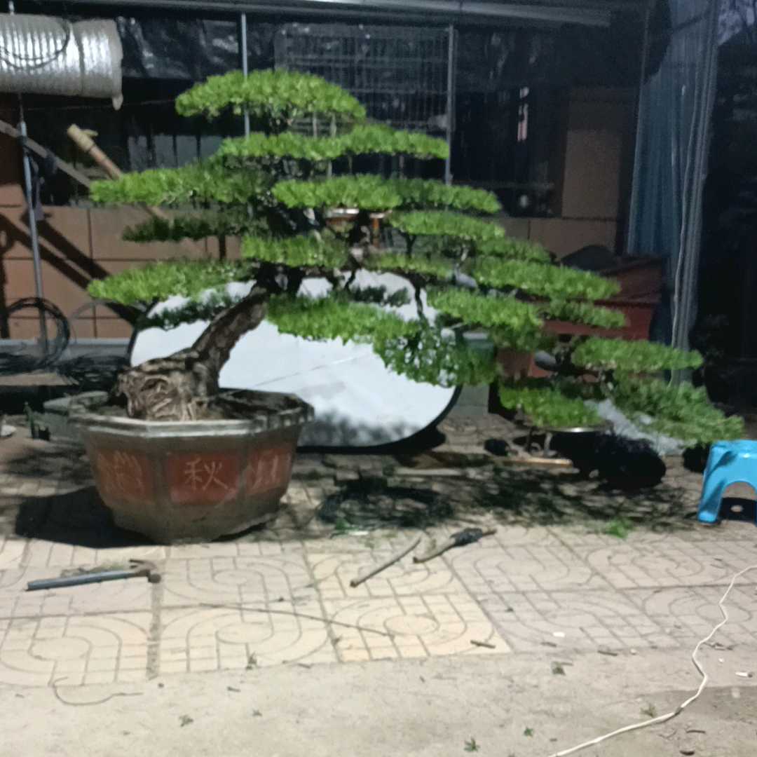 山采老桩黑松盆景