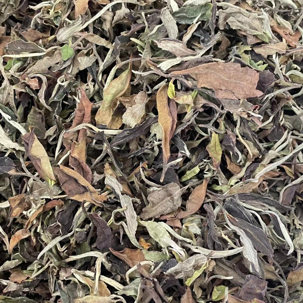 云南l澜沧大叶和白茶