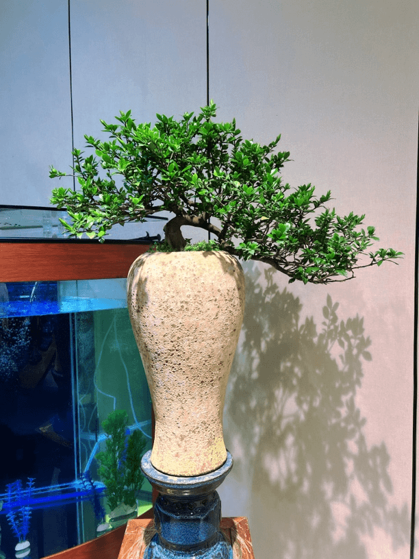 悬崖临水揽叶栀子花