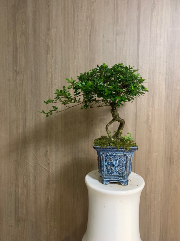 中小规格揽叶栀子花