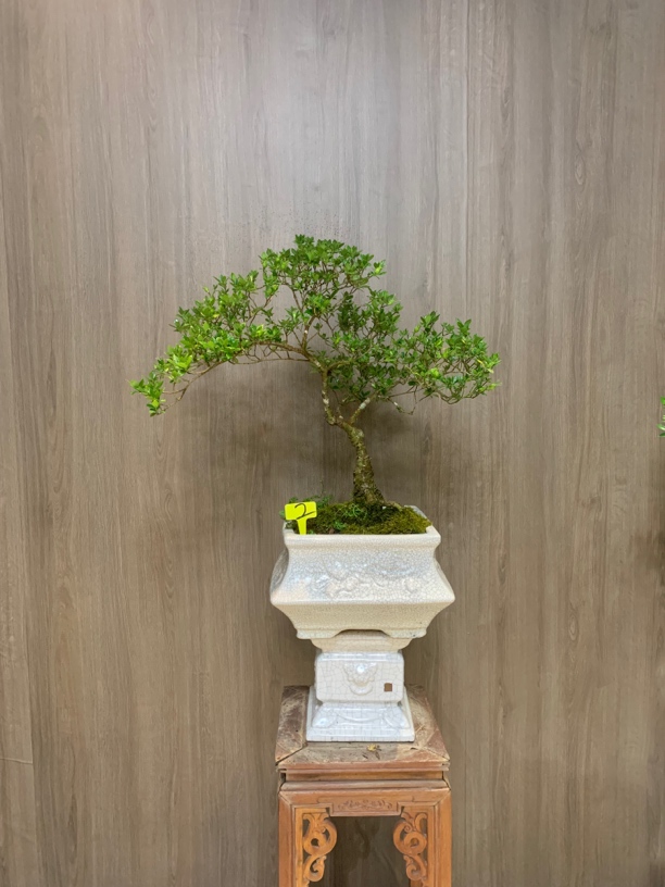 参天大树款揽叶栀子花