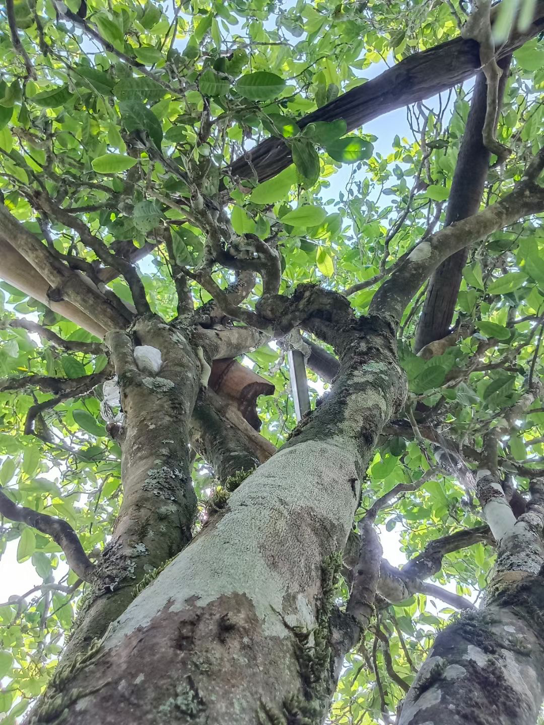 2025头春龙珠组30颗，高货古树头春！