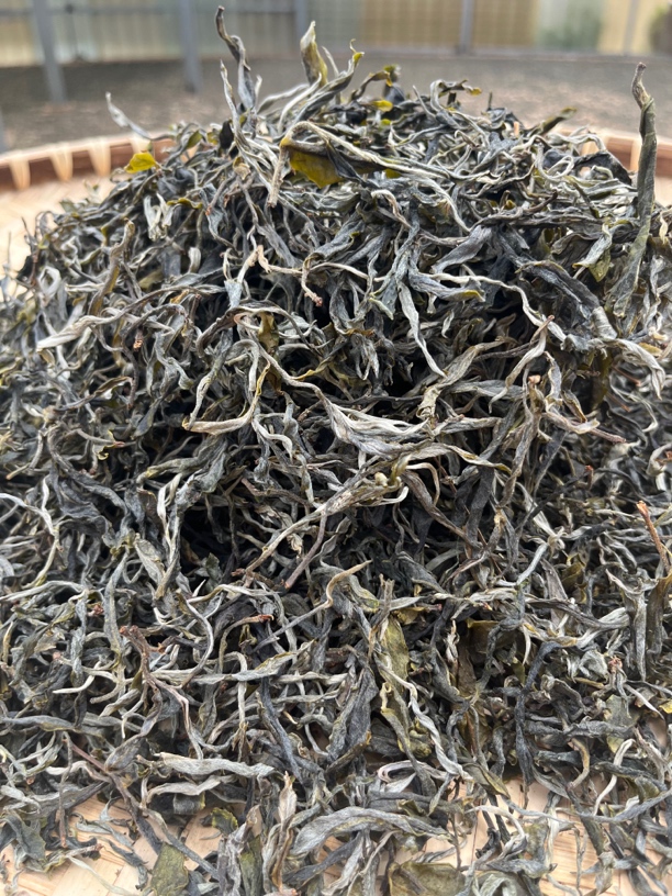 2024年忙肺古树头春散茶（鲜爽，兰香韵味足，回甘生津持久）