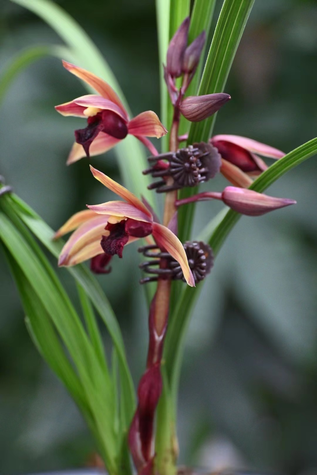 精品国兰建兰 甲醛 净化空气