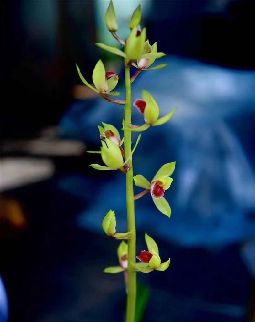 国兰精品  蕙兰直播 防辐射 甲醛 净化空气