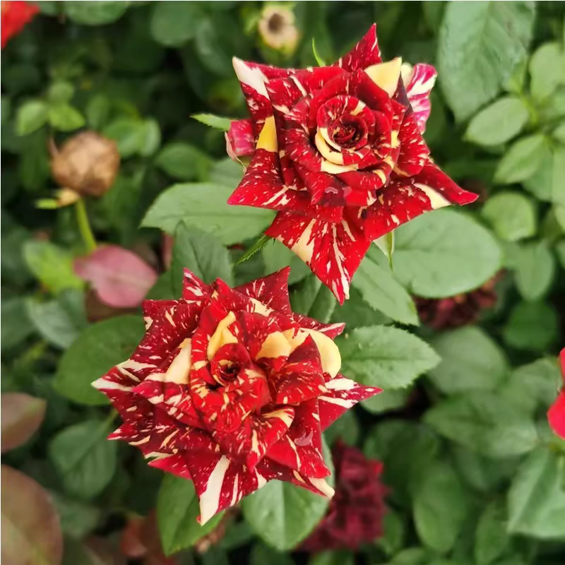 流星雨月季花苗 切花玫瑰 变异品种 可开多种花色 阳台花卉盆栽