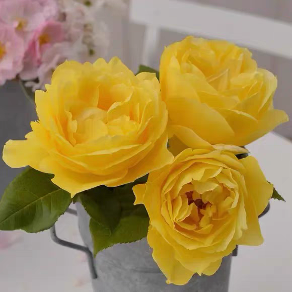 普鲁斯特 新品月季 法国戴尔巴德月季 灌木 强香月季花小苗