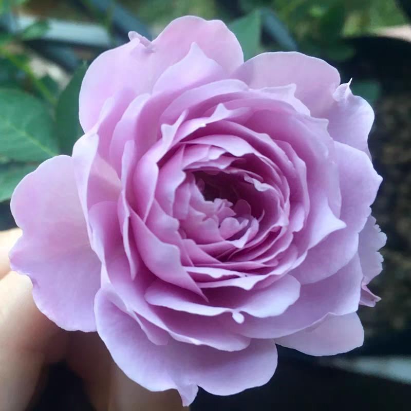 空濛月季花苗灌木浓香特大盆栽花苗多季开花紫色玫瑰花卉耐晒耐热