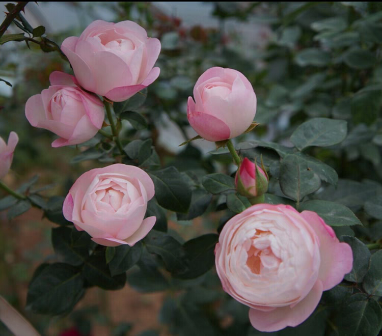 【草莓杏仁饼】灌木月季 四季开花粉色大包子浓香庭院阳台种植