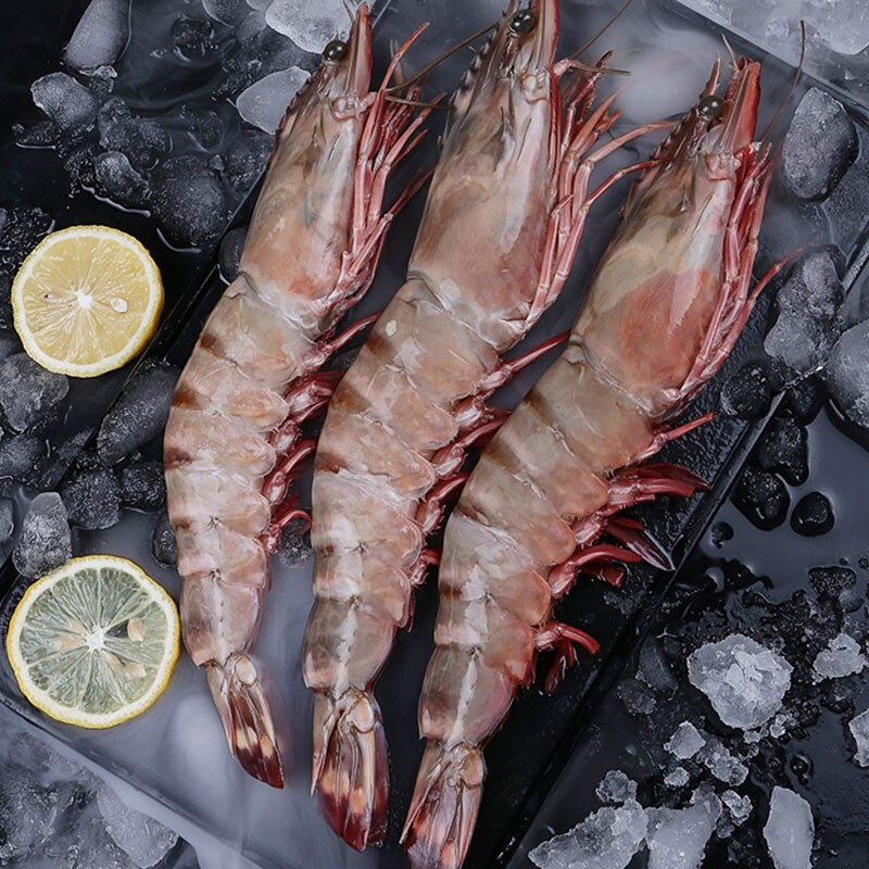 福建东山岛活冻海鲜野生海鲜红爪虾红虎虾11-12只/900g左右