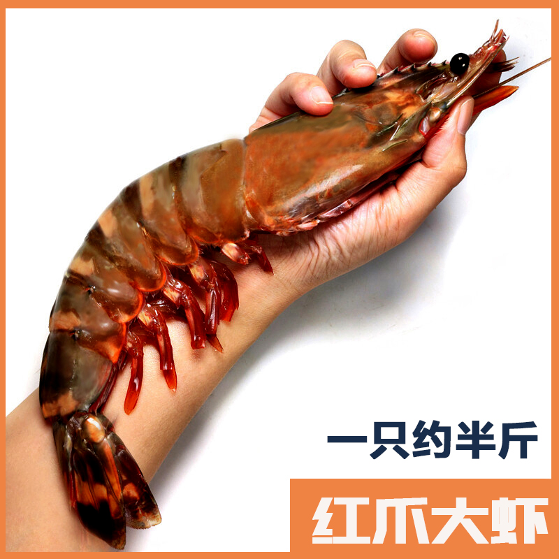 2头500g装 大红爪虎虾 九节竹节虾大海虾直播 东山岛