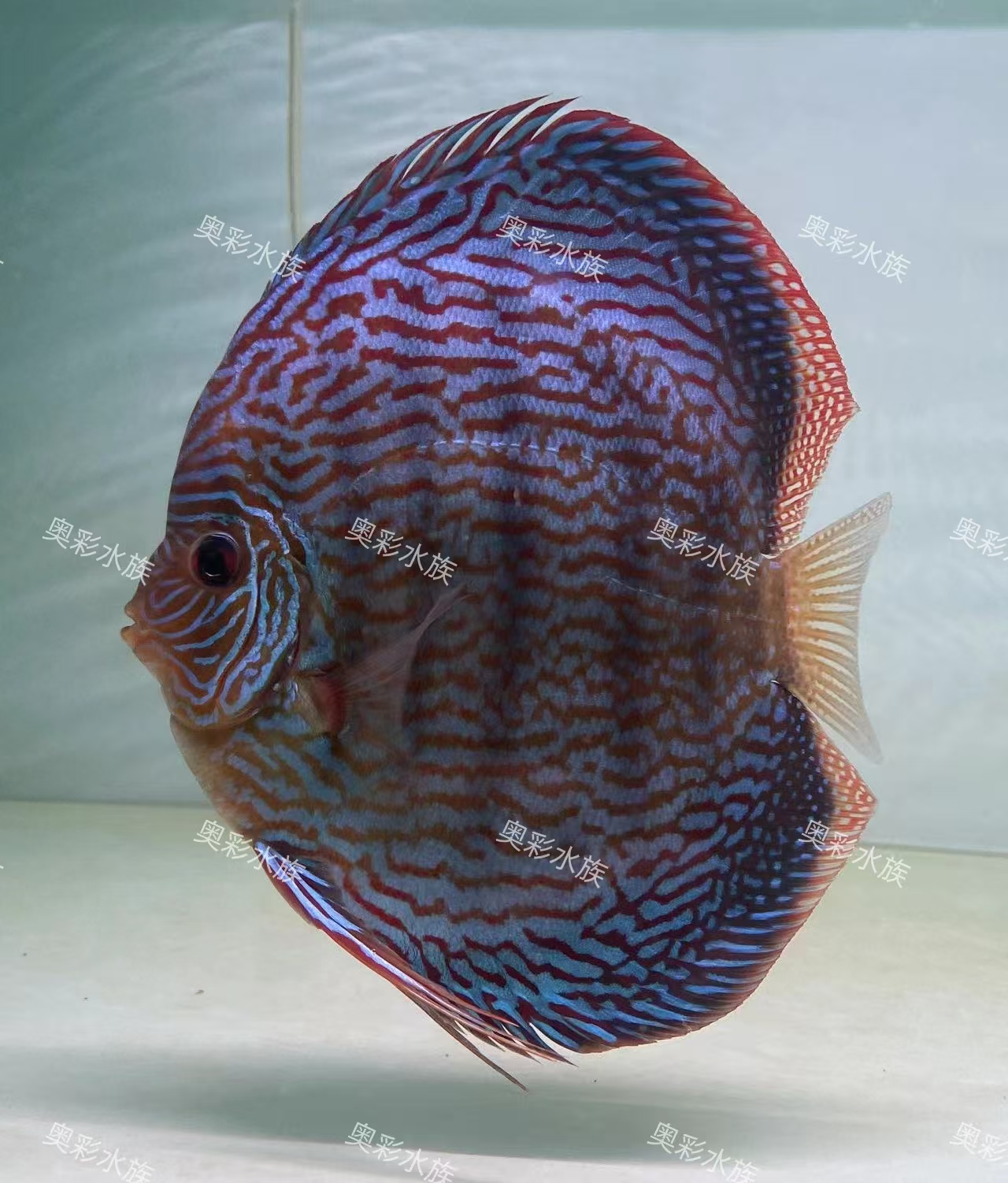 七彩神仙鱼鲜活鱼淡水鱼观赏鱼养殖发货饲养水族