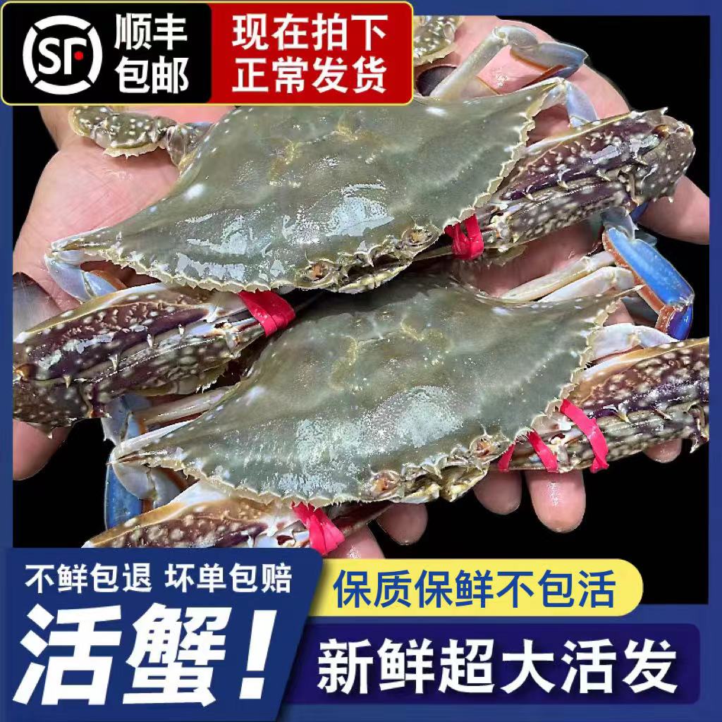 【保鲜不保活】公梭子蟹三斤6-9只4两顺丰发货