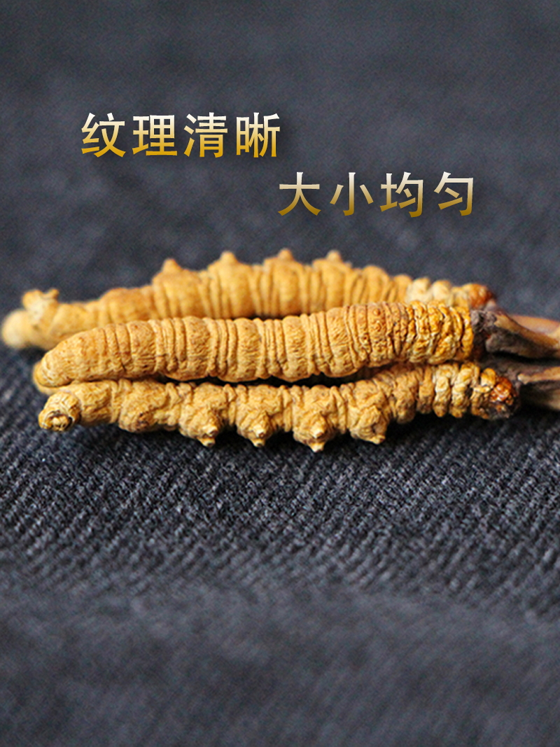【七叔推荐】冬虫夏草新鲜头期当季干货非断草虫草搭配西洋参