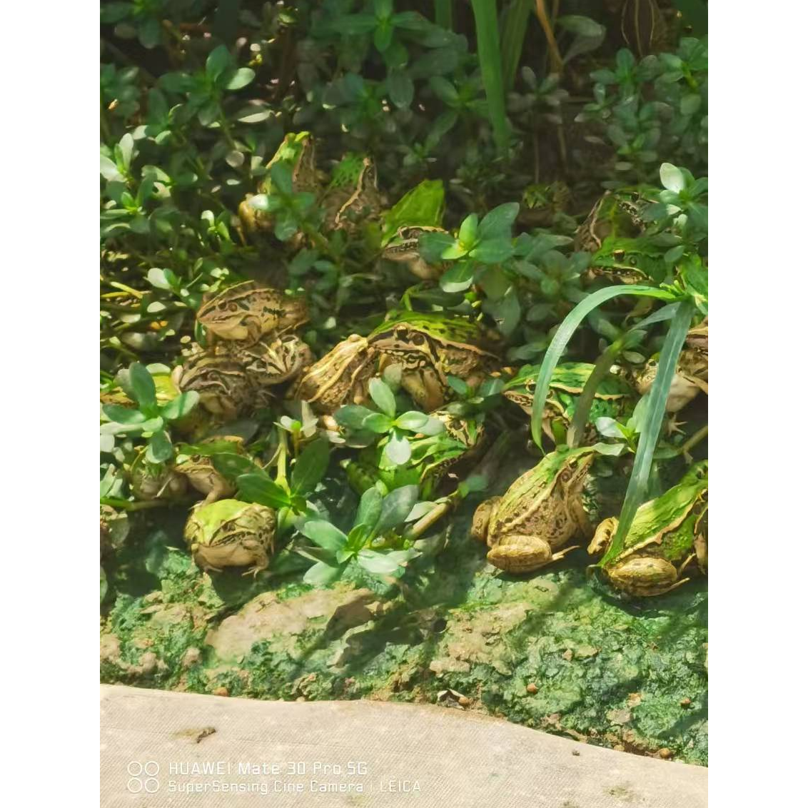 稻田蛙，中蛙，田鸡三道门青蛙干锅汤锅活体包邮包活包赔可免费代杀