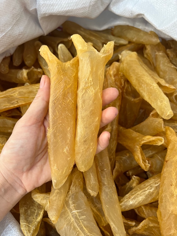 36T淡水黄花胶黄花筒鱼胶干货