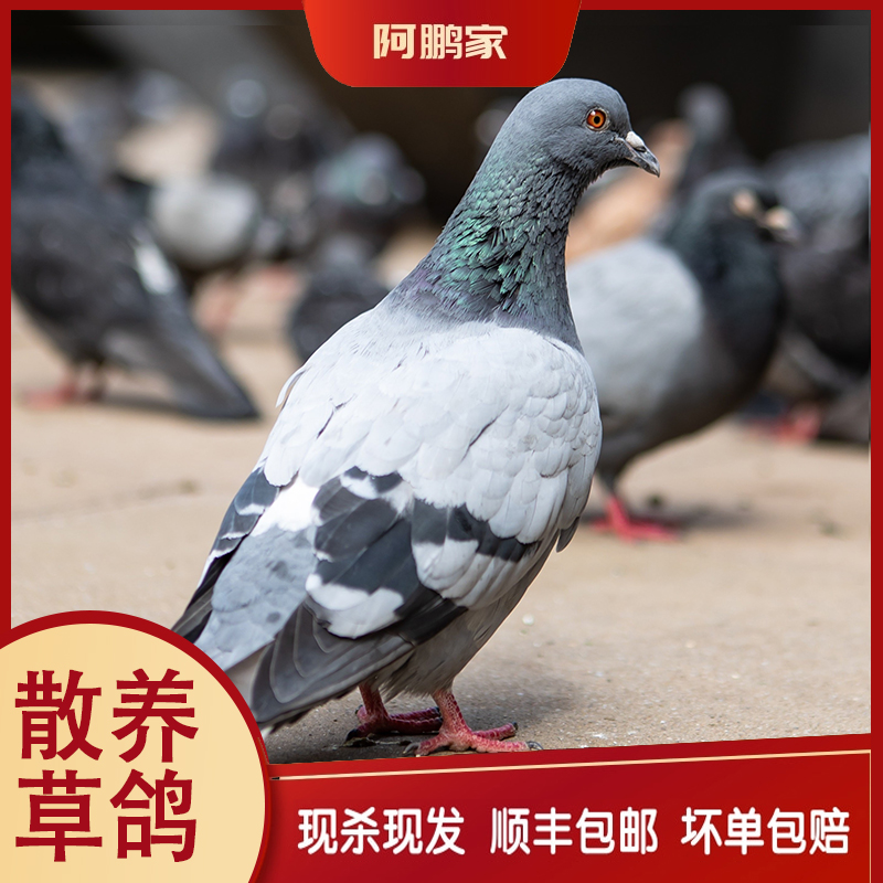散养喂养苏北鸽子鸽子汤（当天现杀顺丰冷链包邮同城当天送达）