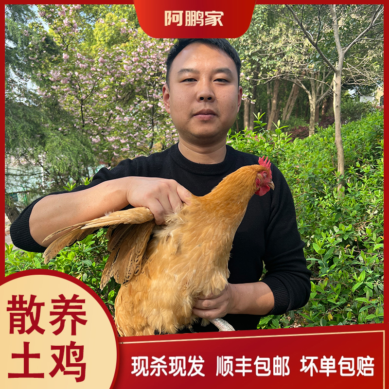 （单只）苏北散养2年黑脚黄油老母鸡净重2.5-3斤（带内脏）现杀