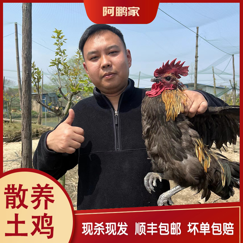 （两只）苏北散养土280天草公鸡林间散养 活鸡现杀