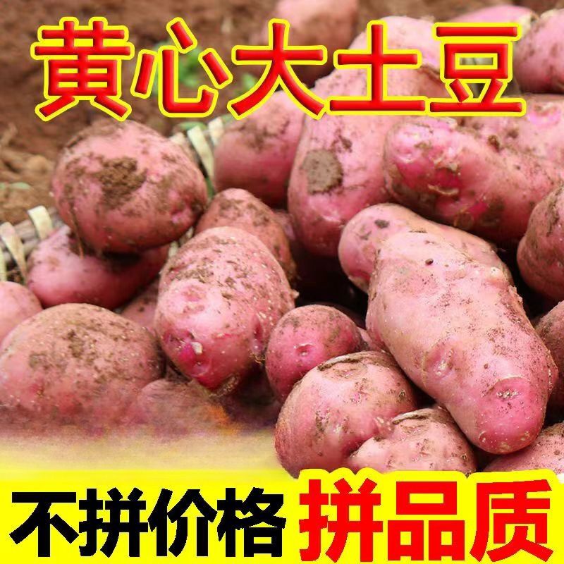 红心红皮新鲜大土豆马铃薯小洋芋迷你蔬菜云南红皮黄心粉糯土豆