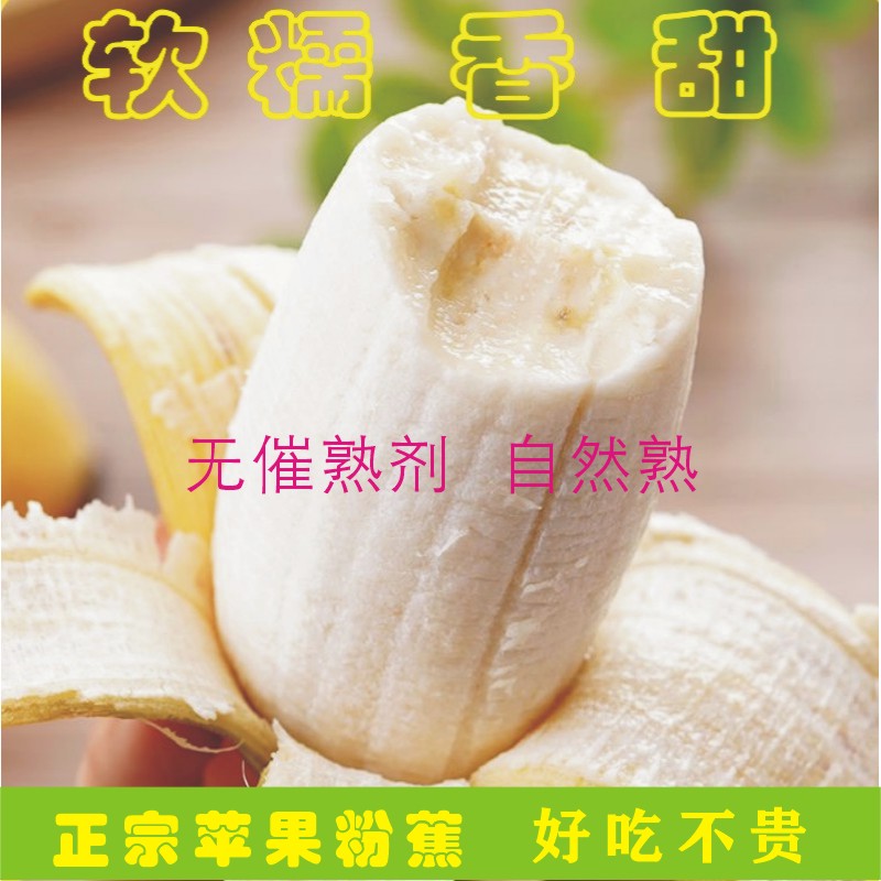 正宗苹果蕉 特大新鲜香蕉 新鲜水果现采现发