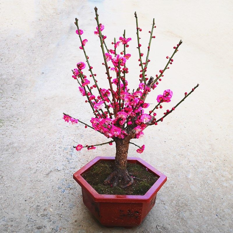 原生红梅梅花盆盆栽地阳台庭院