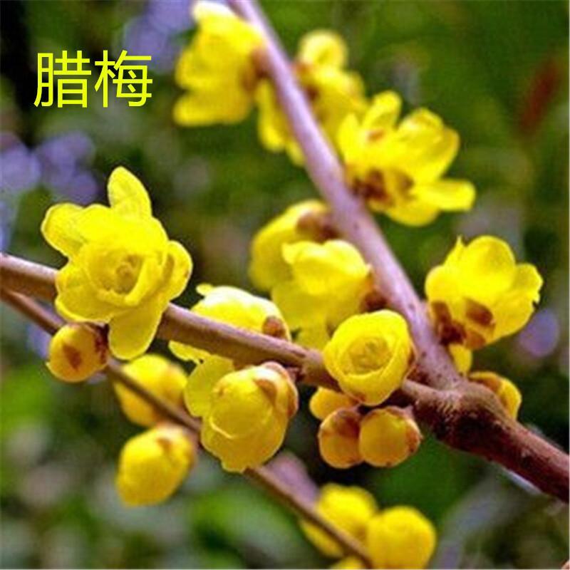 素心腊梅梅花开花浓香型重瓣花
